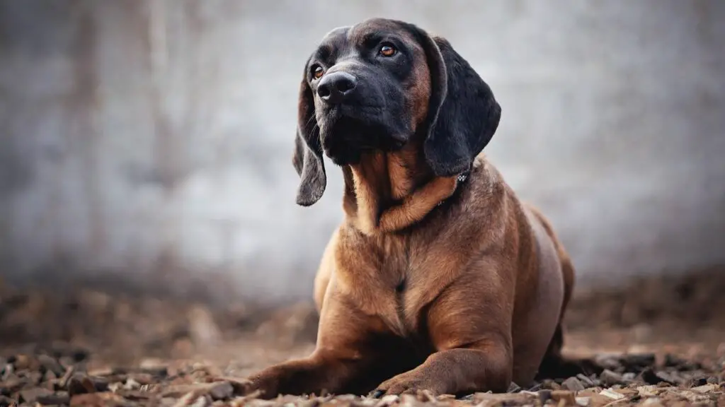 miglior cane da caccia per cervi
