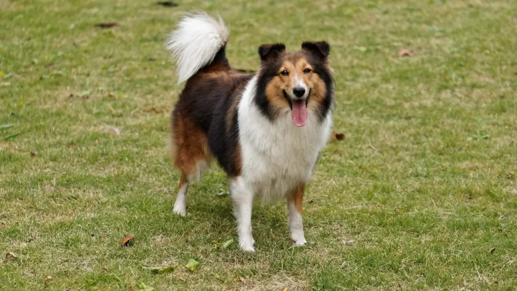 il mio cane è ossessionato dal cibo