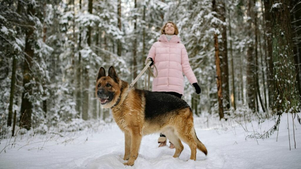 personal protection dog breeds