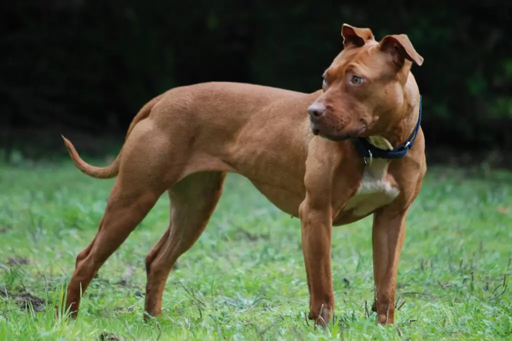 metà dobermann e metà pitbull
