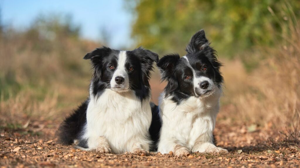 Le razze di cani più gentili