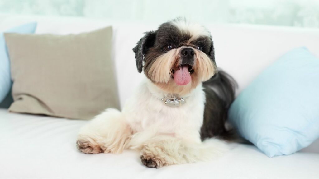 pros of Shih Tzu