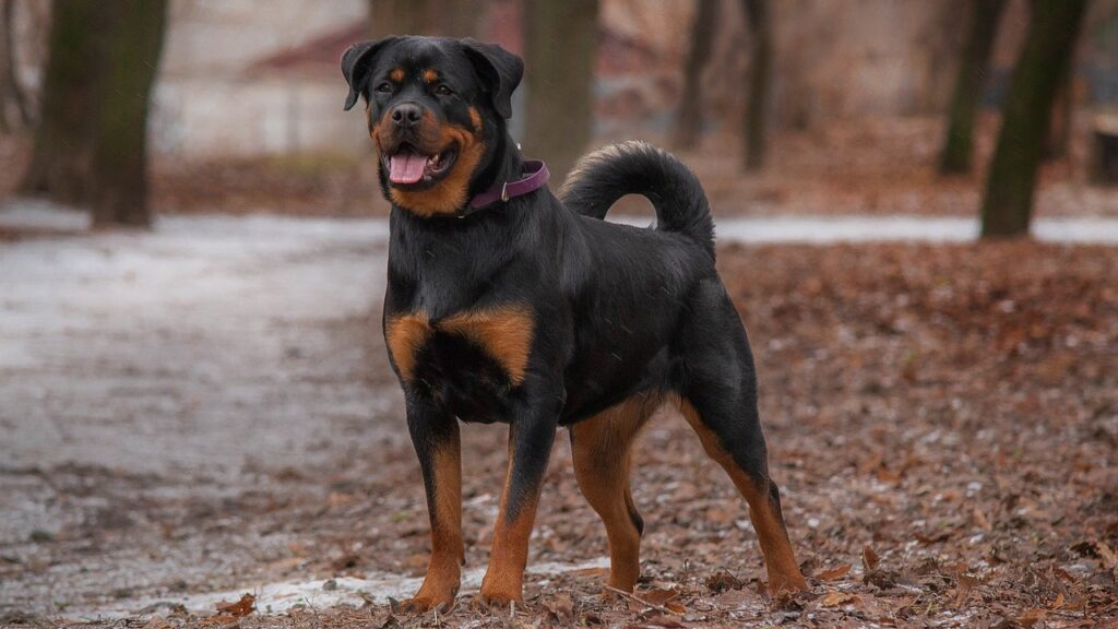 Rottweiler