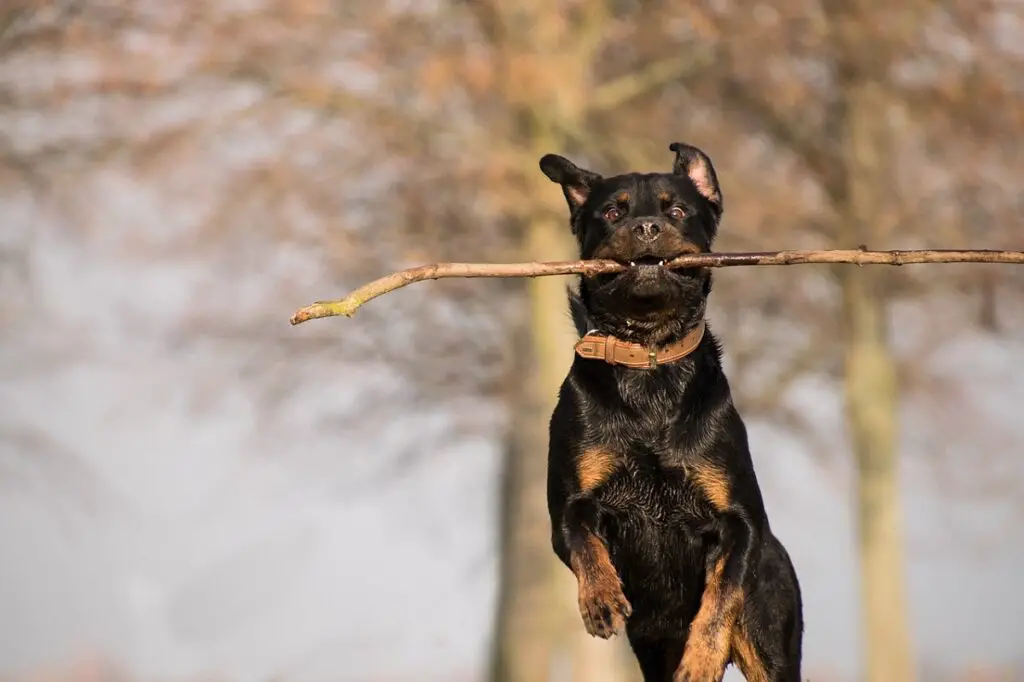 rottweiler facile da addestrare
