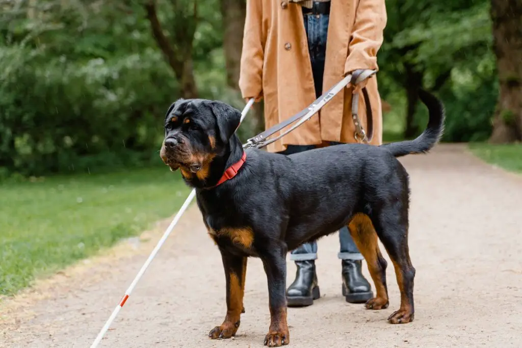 altezza del rottweiler