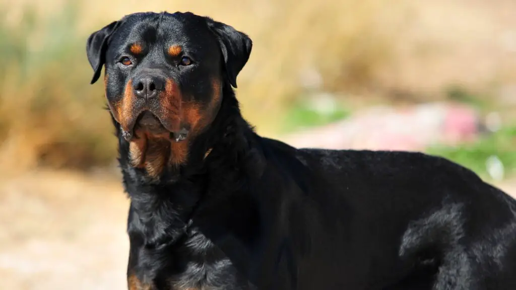 sono rottweiler simili ai mastini