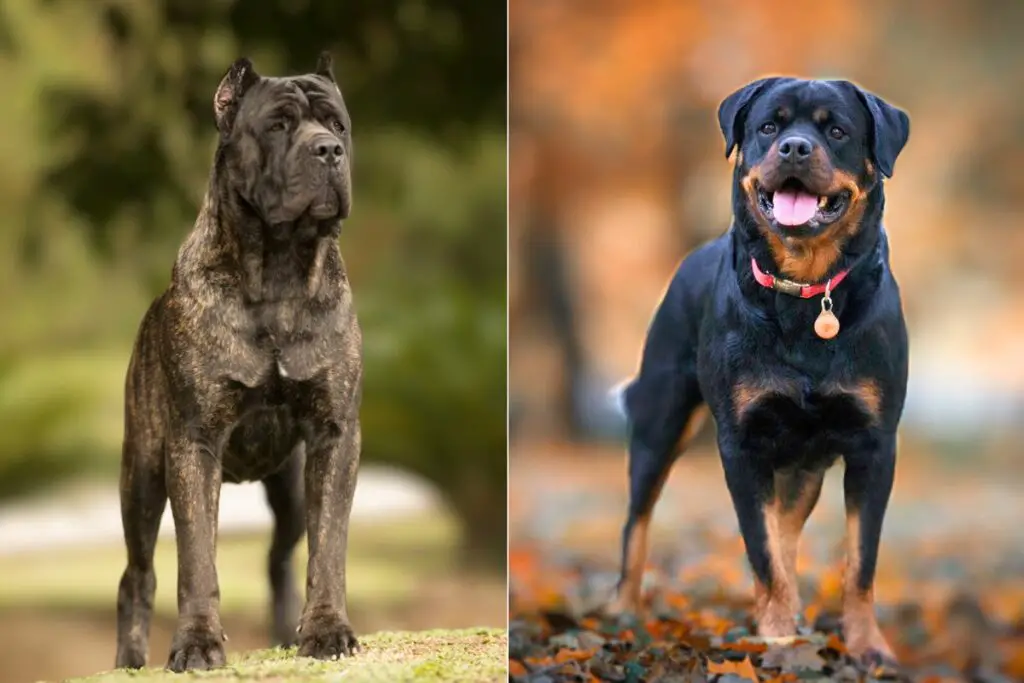 rottweiler vs cane corso
