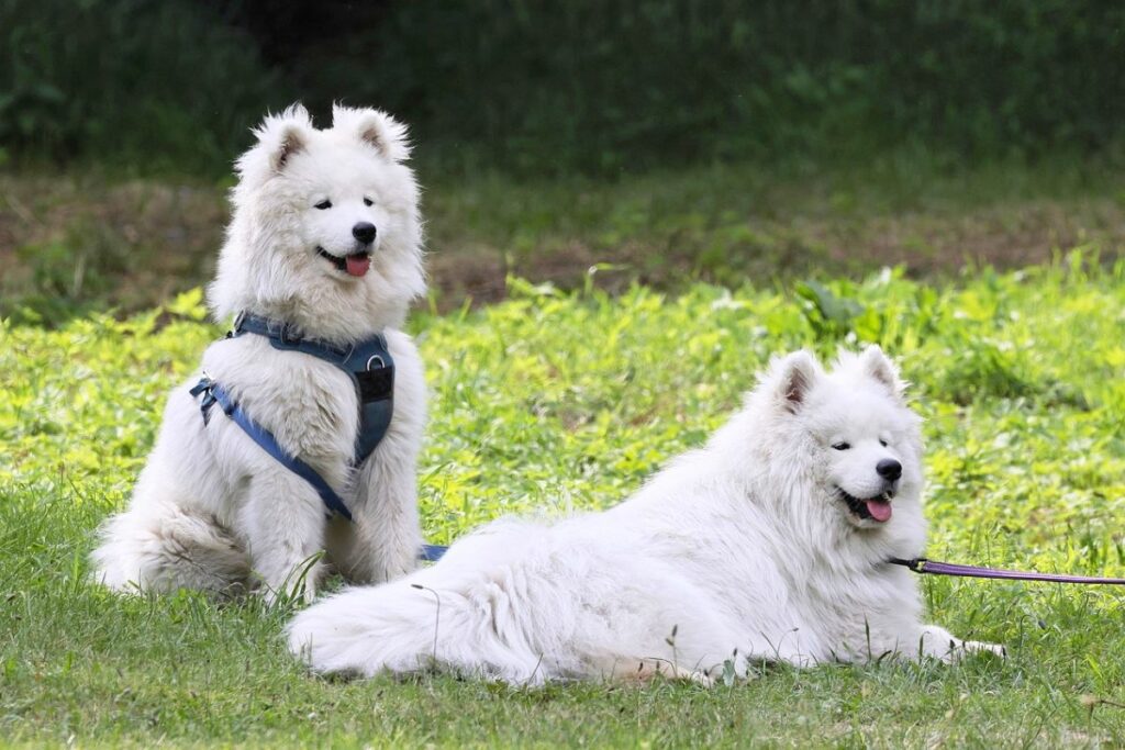 cane più tenero
