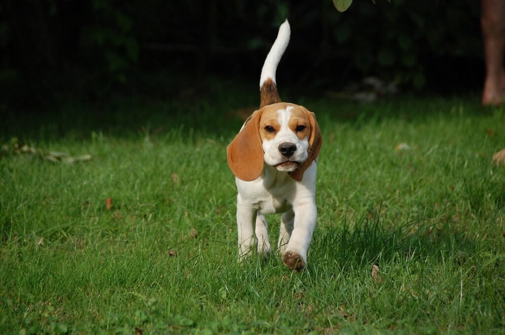 il cane di piccola taglia va bene con i gatti