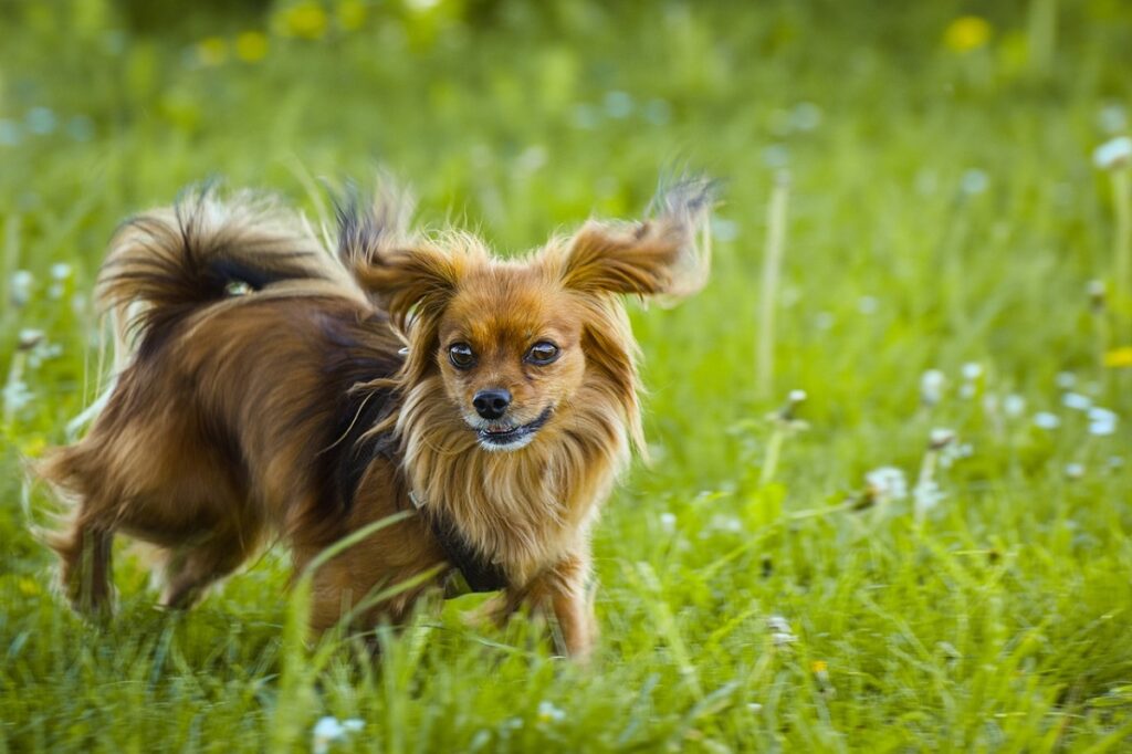 razze di cani di piccola taglia che vanno bene con i gatti
