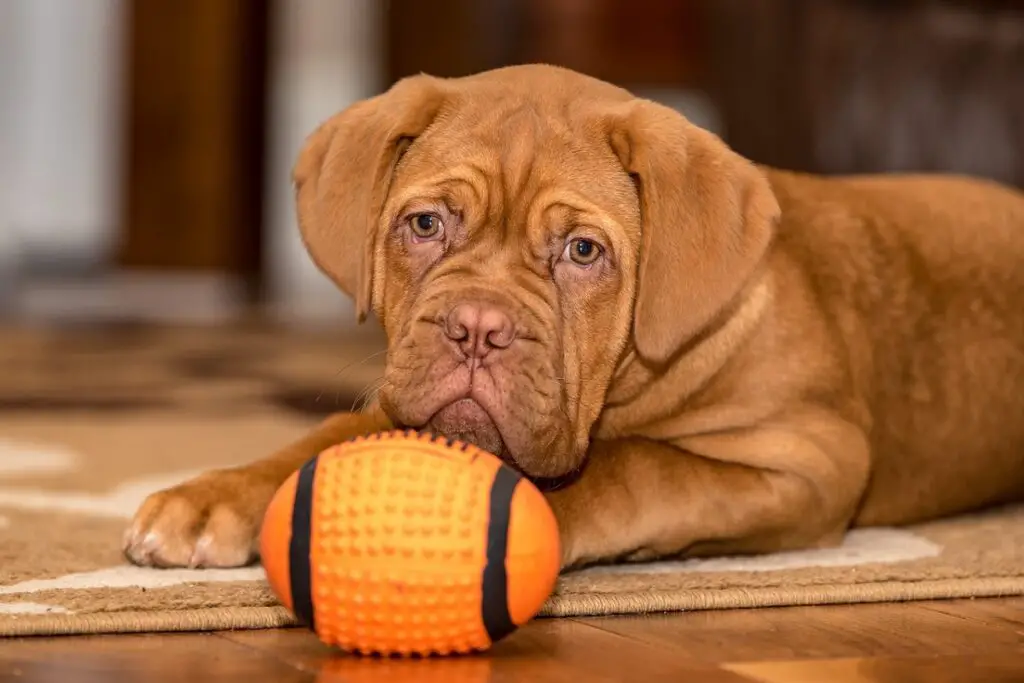 cani dalla faccia lisciata
