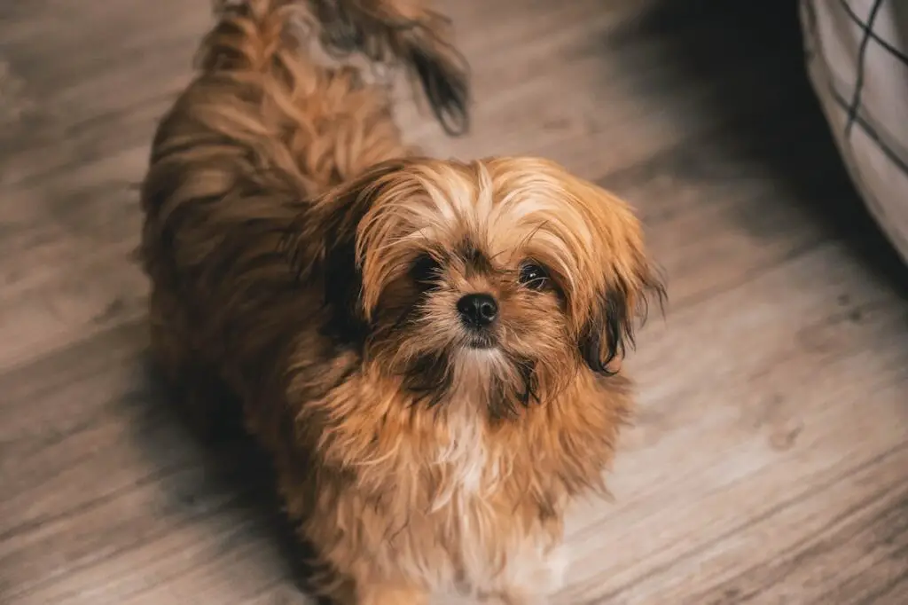 faccia di cane sospettosa
