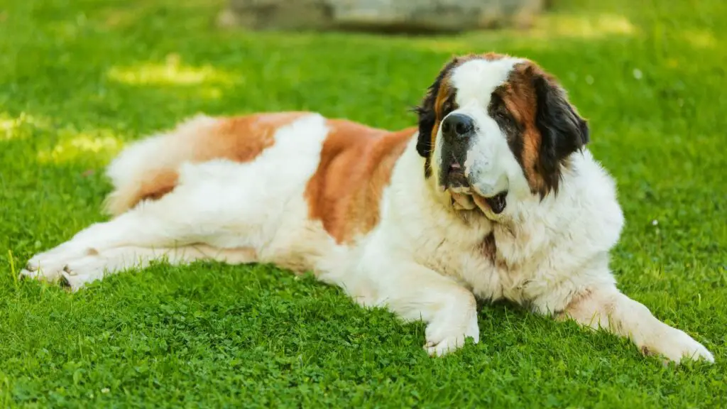 razze di cani più dolci 