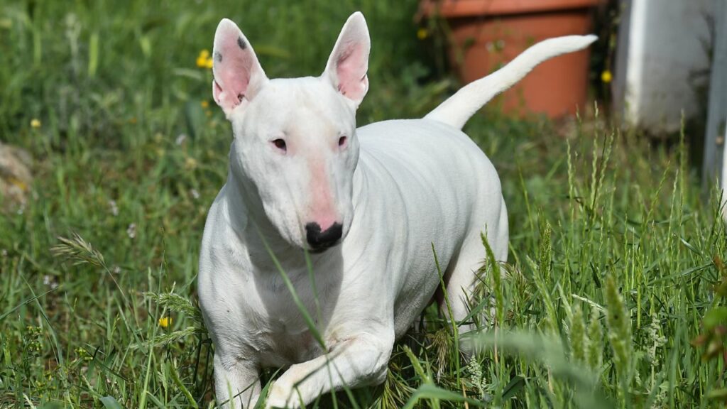 le razze di cani più strane