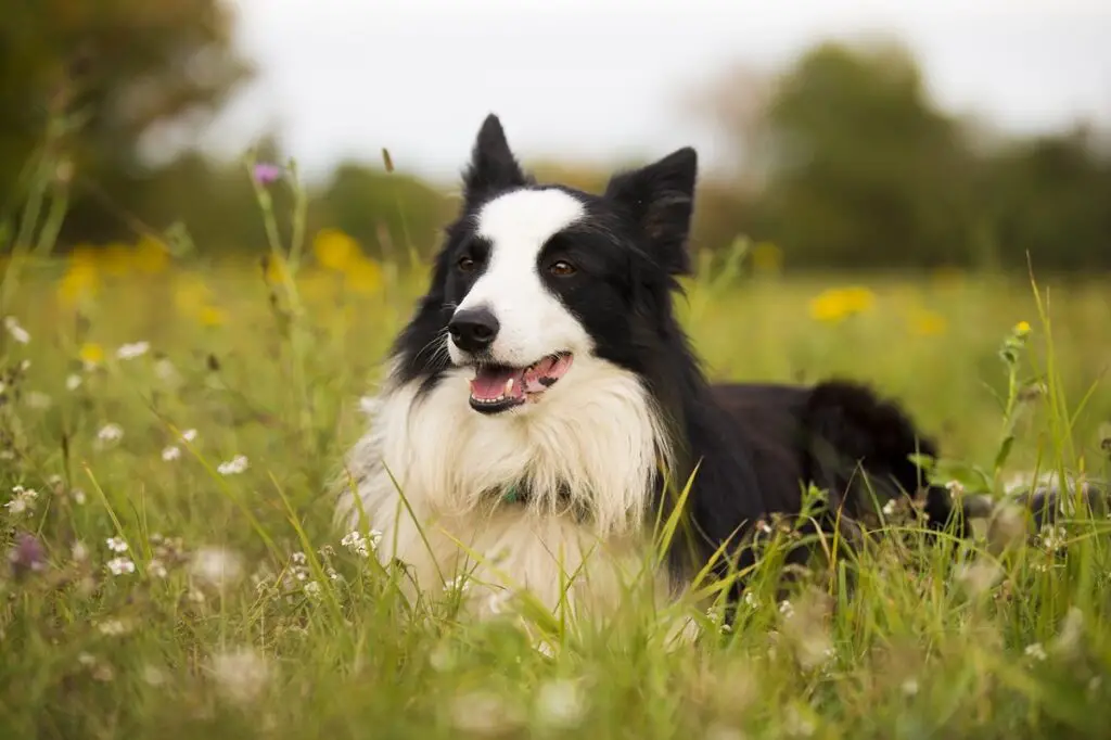 tipi di collie
