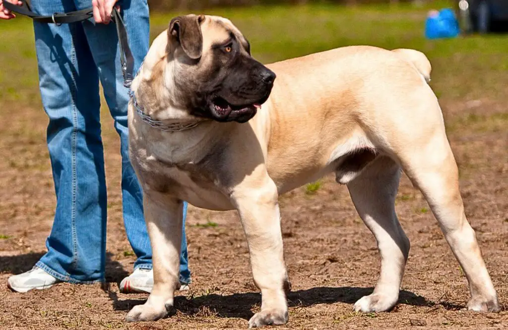 tipi di cani mastino
