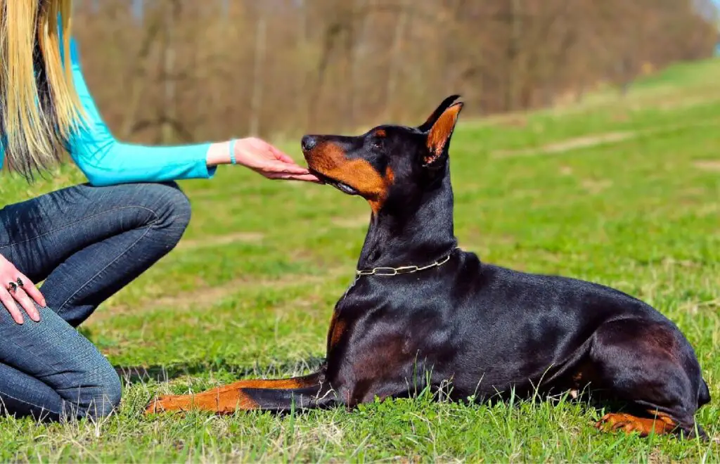 doberman adatto alle famiglie
