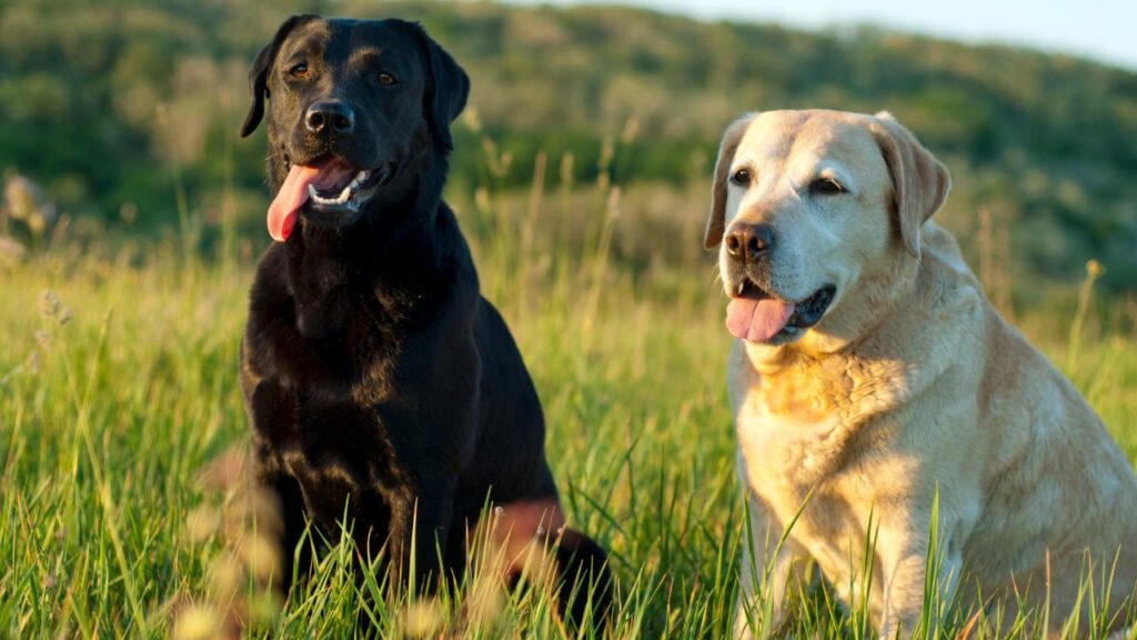 quali sono i cani più intelligenti?