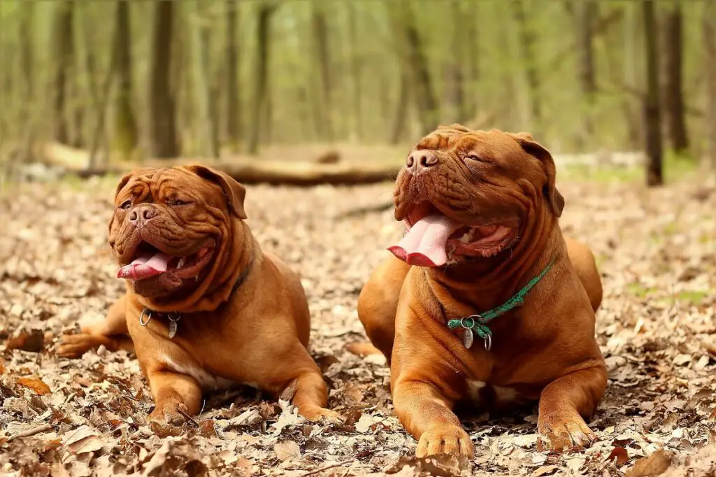 che aspetto ha un mastino?
