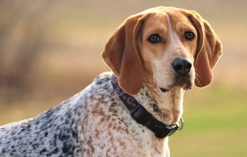 quale razza di cane ha il miglior senso dell'olfatto