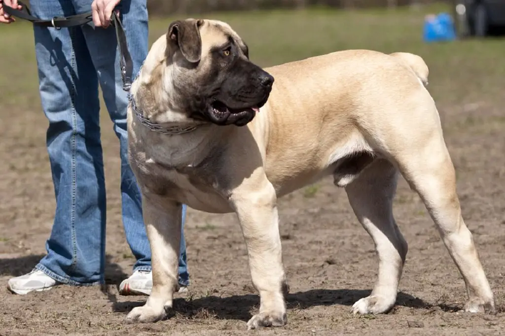 quale cane può uccidere un lupo