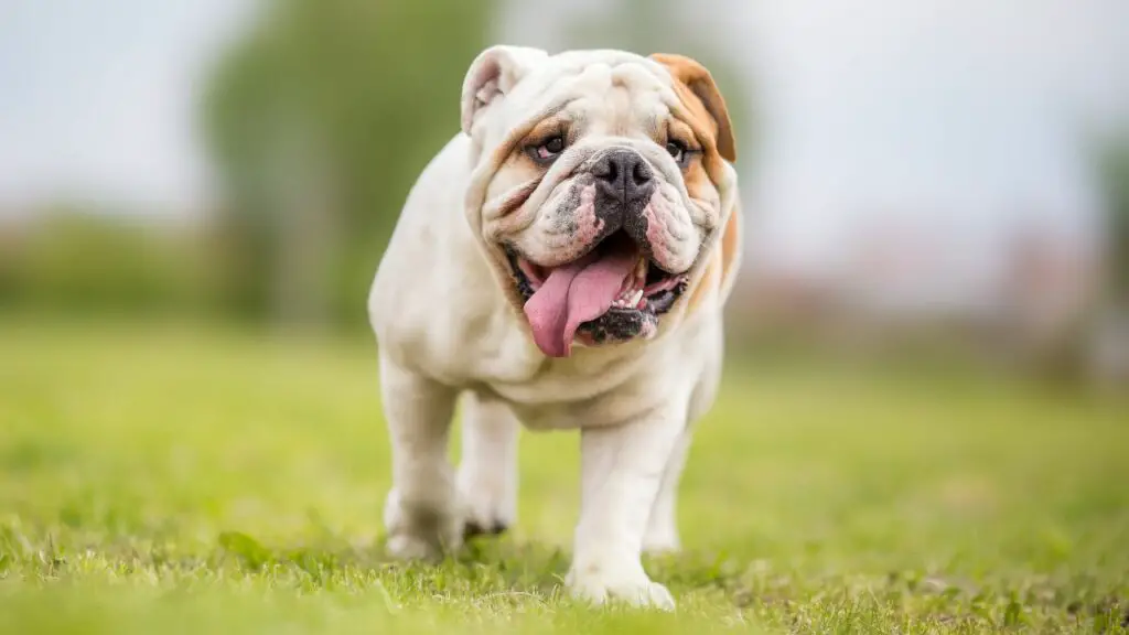 quale cane mangia di più