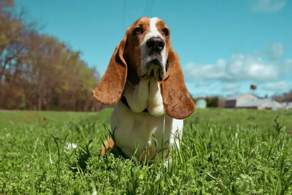 quale cane ha il miglior senso dell'olfatto