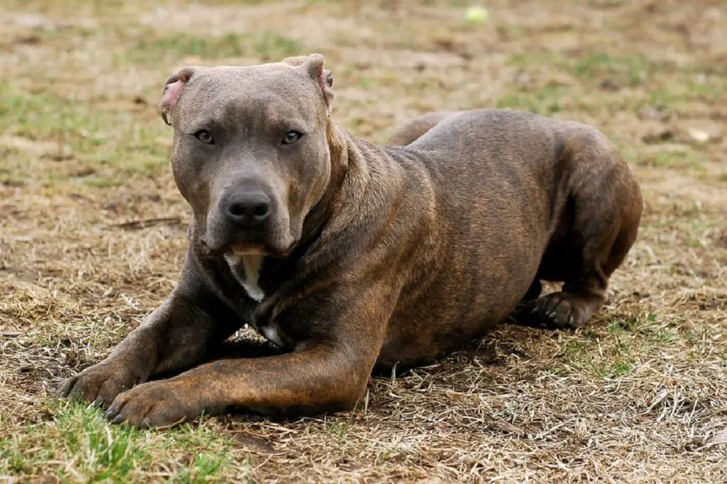 quali cani possono uccidere un lupo