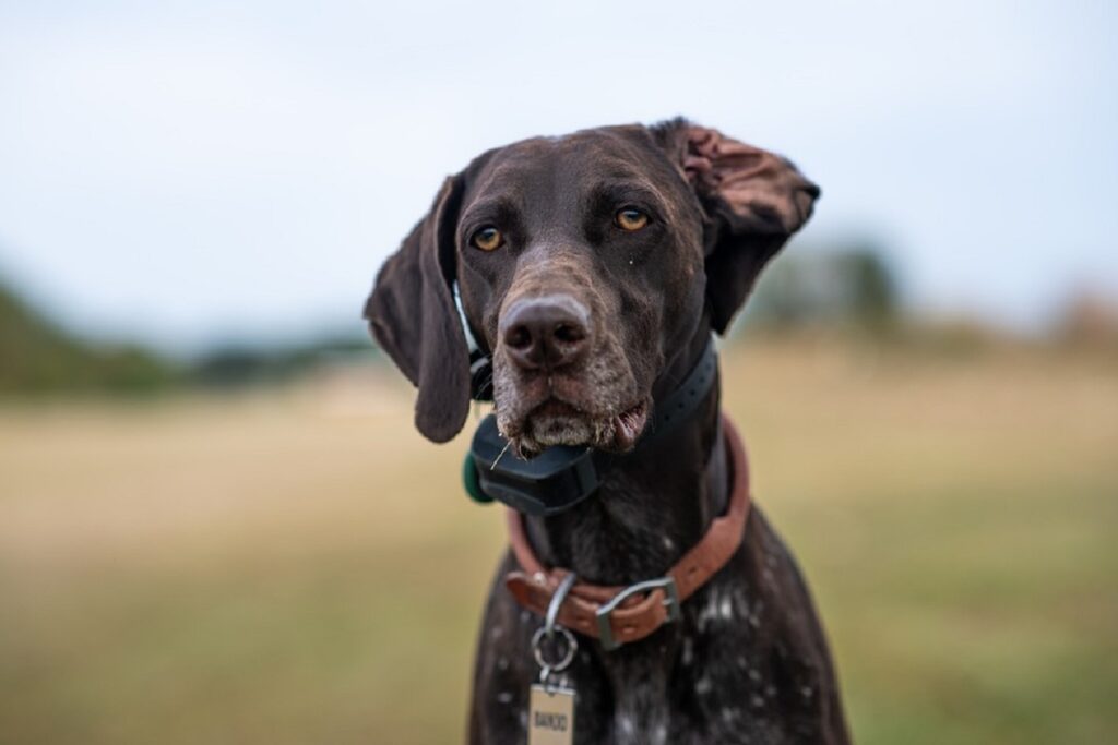 quali cani hanno il miglior senso dell'olfatto