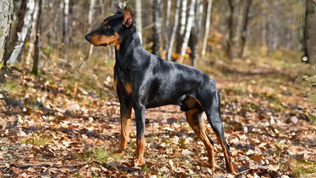 qual è la razza di cane più coraggiosa?
