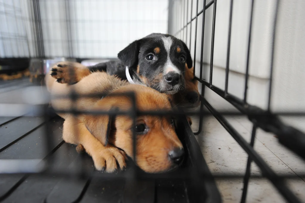 dove si mangia il cane?
