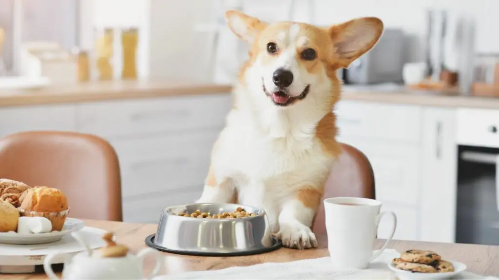 perché i cani sono ossessionati dal cibo?