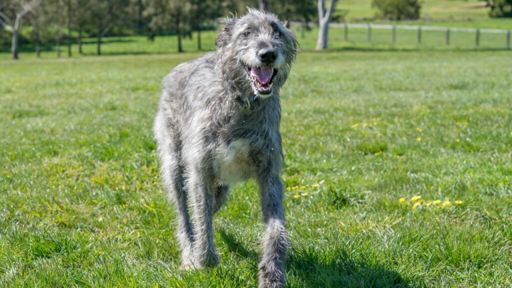 perché ai cani piace coccolare?