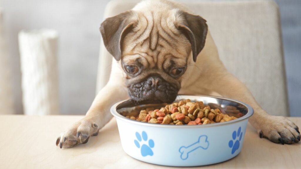 perché il mio cane è ossessionato dal cibo?