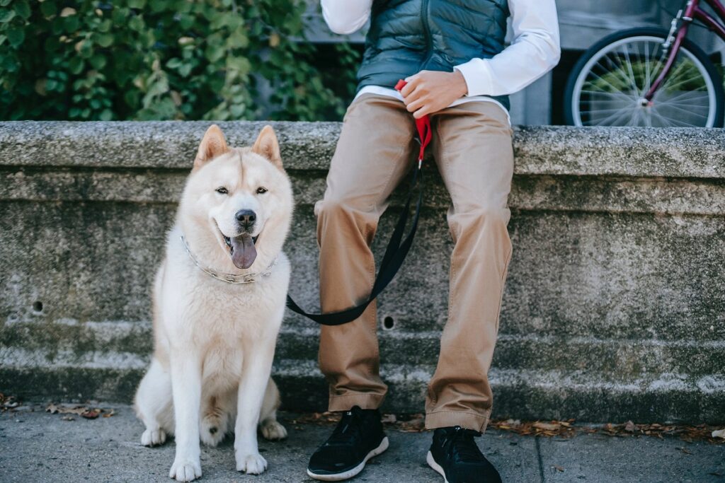 Le 10 razze di cani più fedeli