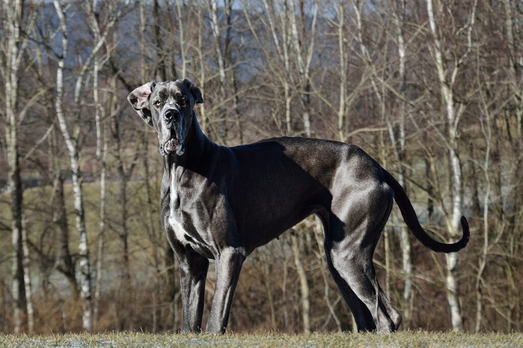 razze di cani con minori problemi di salute
