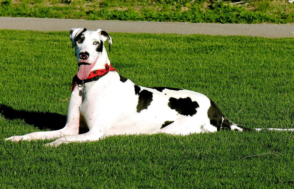 grosso cane bianco e nero
