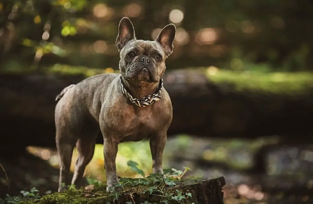 quanto costano i bulldog francesi?
