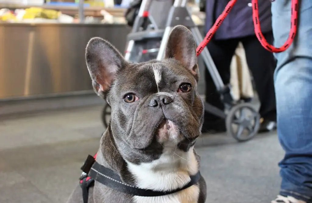 prezzo del cane frenchie
