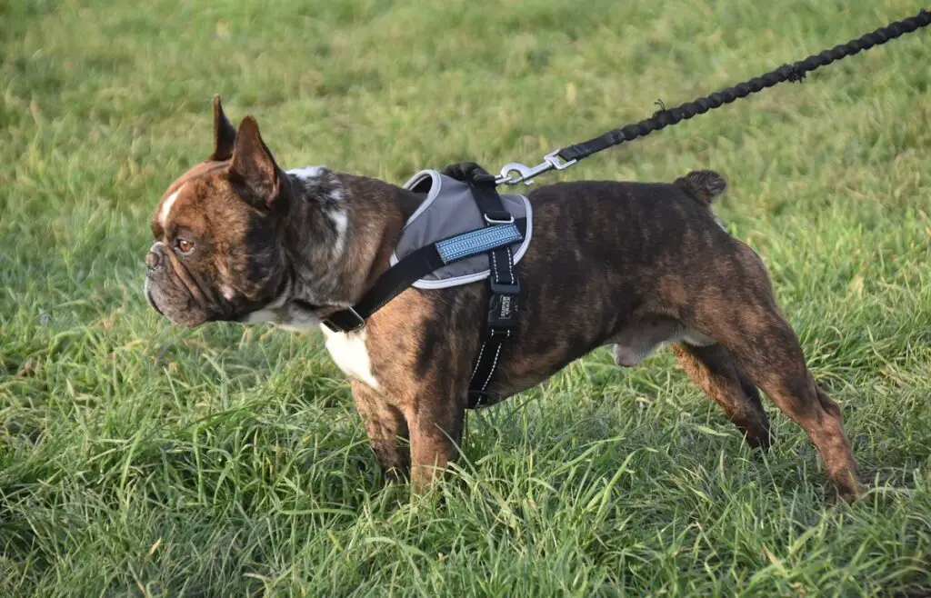 prezzo medio per un bulldog francese
