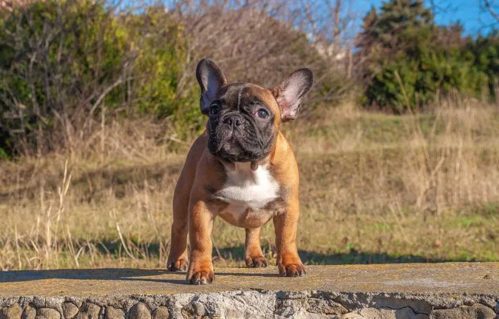 quanto costa un cane frenchie?
