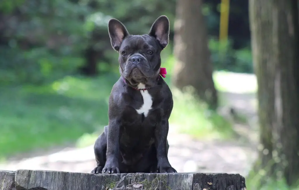 quanto costa un cane frenchie?
