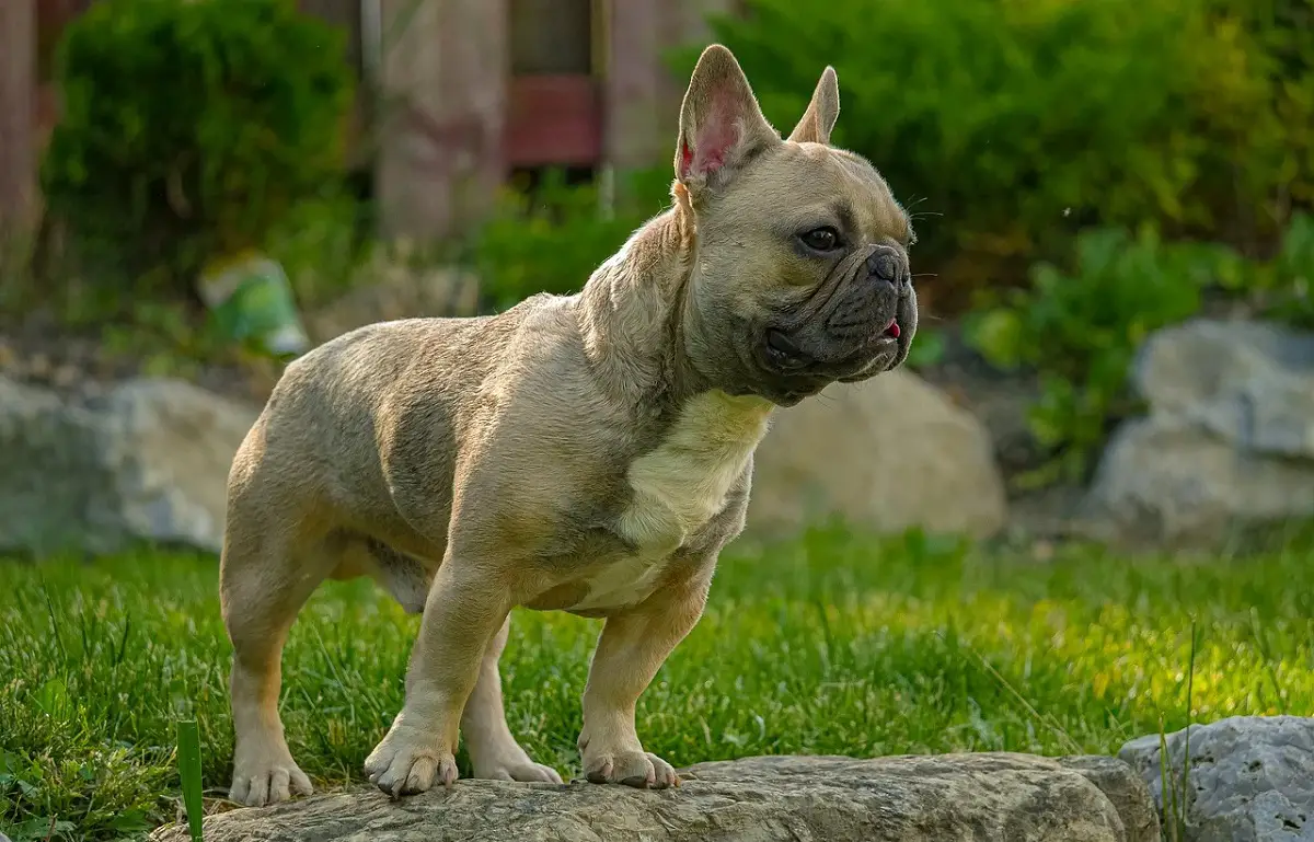 1732661426 french bulldog price 1