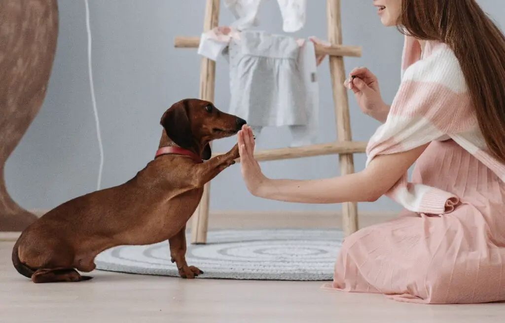 Addestramento del cane con rinforzo positivo