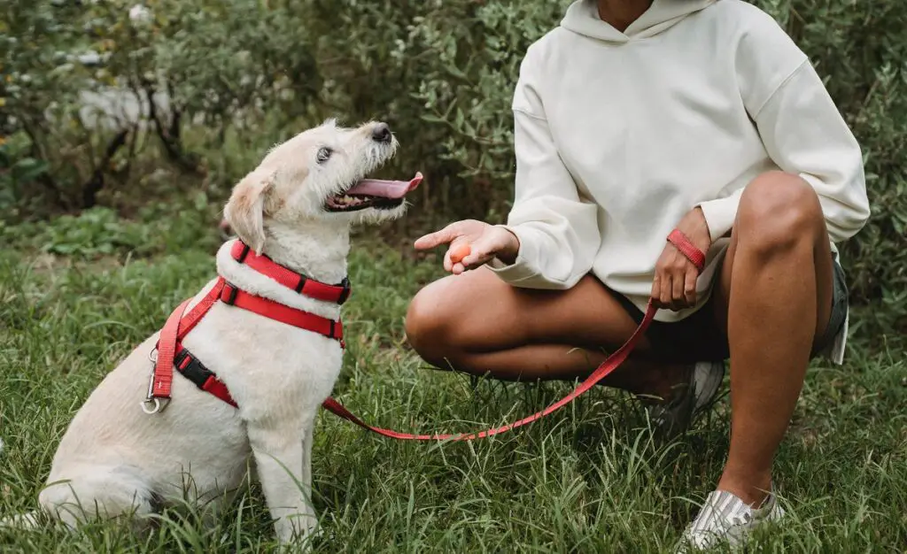 addestra il tuo cane