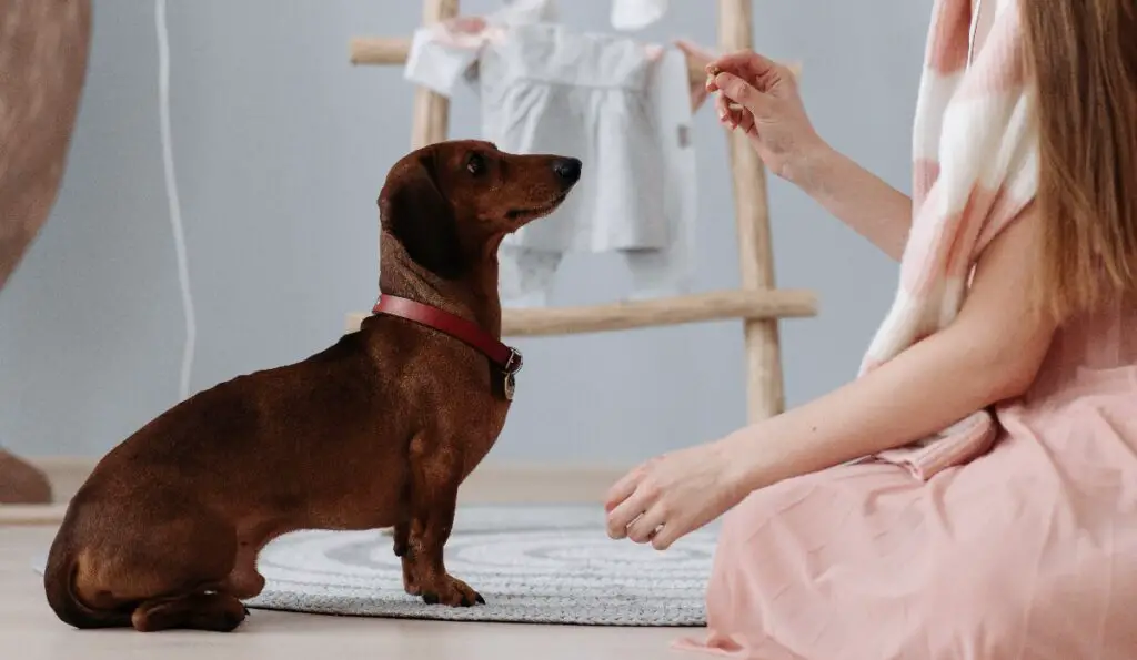 modi per addestrare un cane