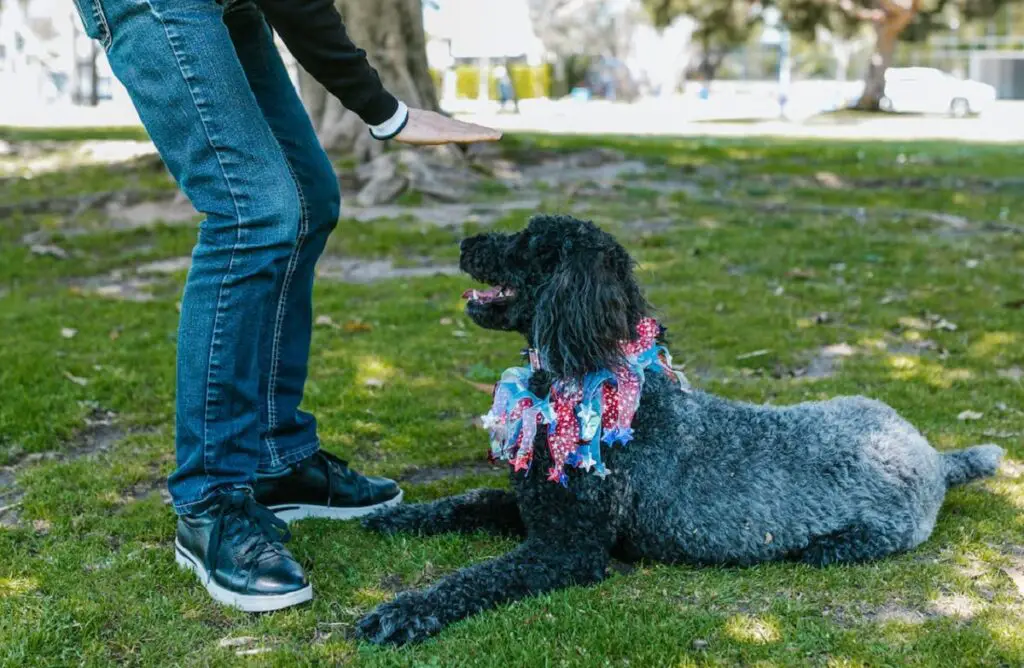 addestramento del cane