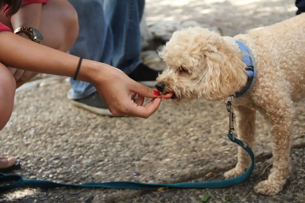 addestramento comportamentale per cani