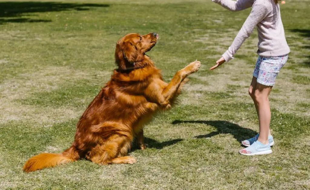 addestramento comportamentale per cani