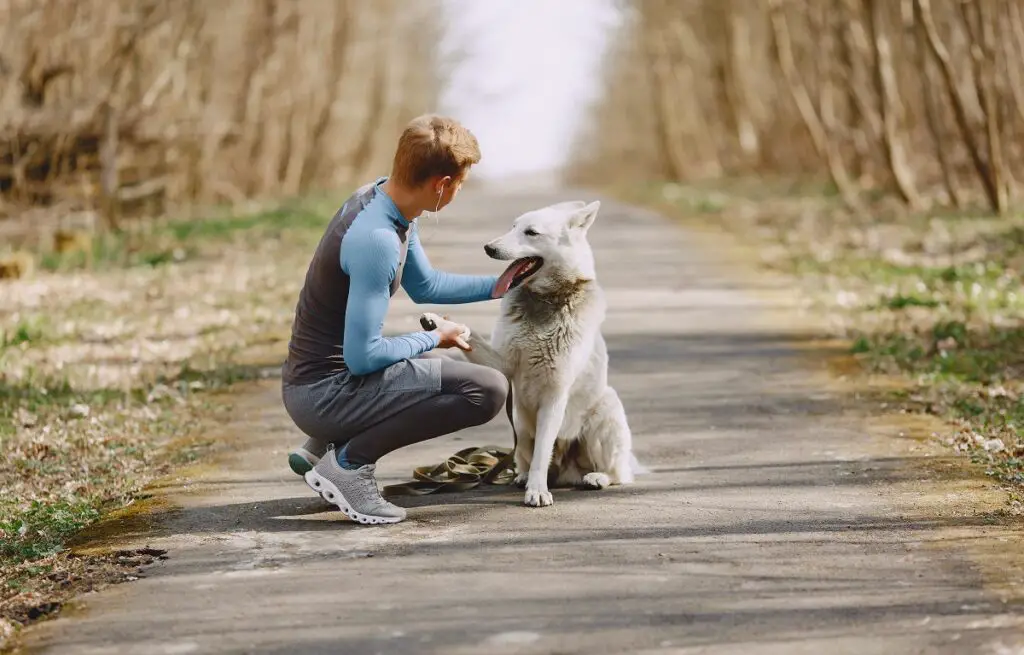 Come i cani sono diventati i migliori amici dell'uomo